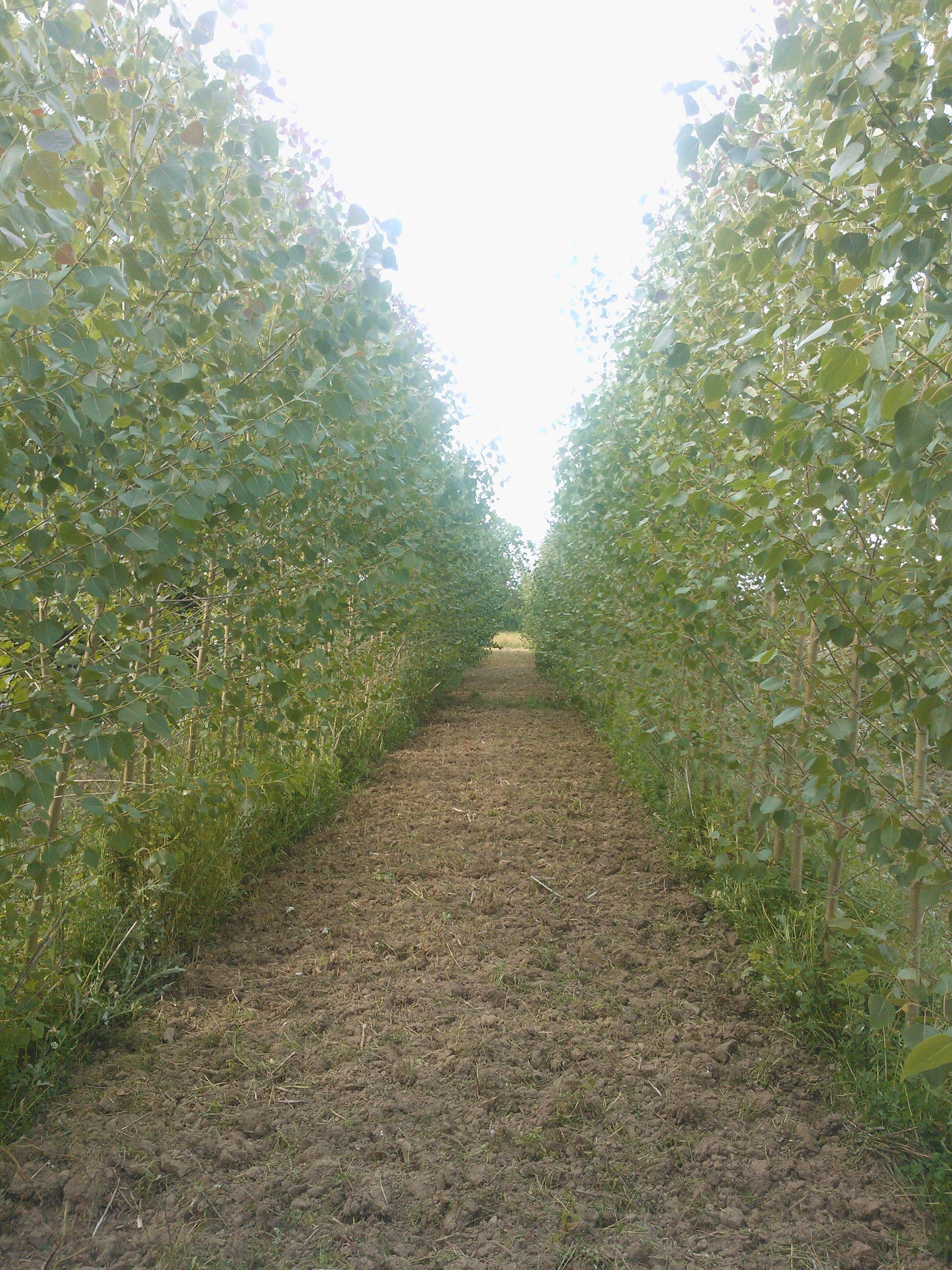 AF_18_poplar_clone_in_3rd_year_never_harvested_taken_Jul_2013_2_aa8139b792.jpg
